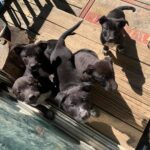 Tips for Bringing Home a New Puppy with Another Dog