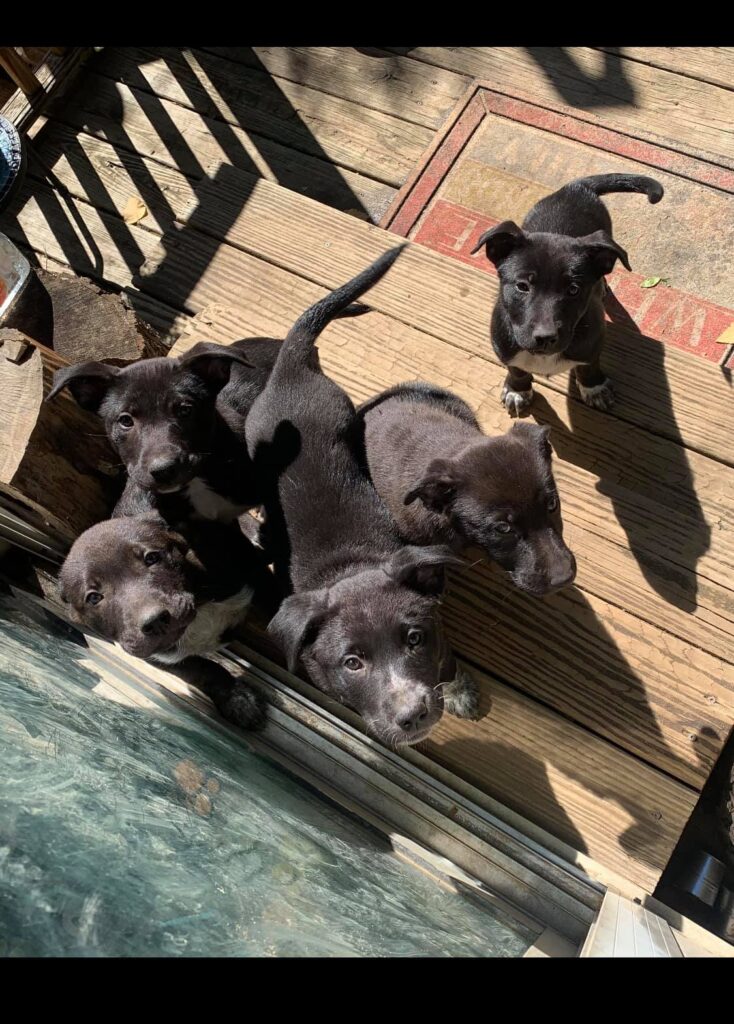 Tips for Bringing Home a New Puppy with Another Dog